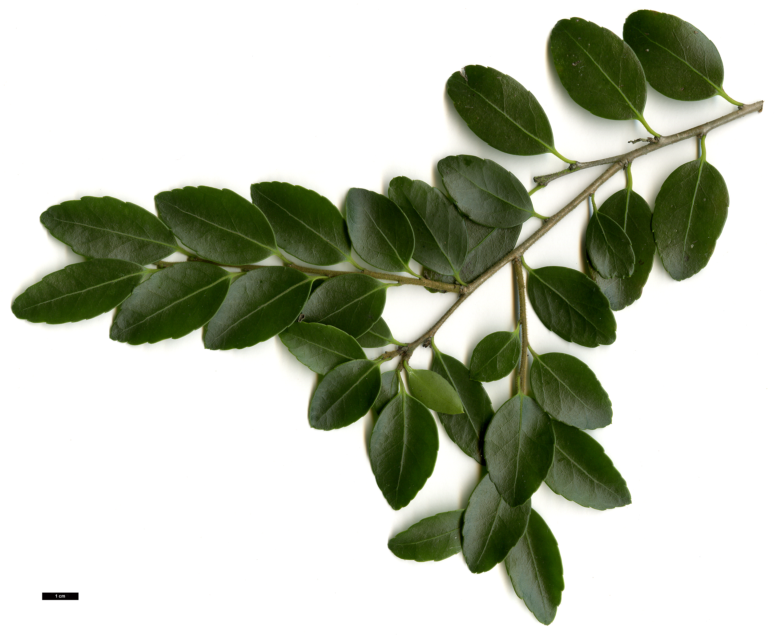 High resolution image: Family: Aquifoliaceae - Genus: Ilex - Taxon: yunnanensis - SpeciesSub: var. gentilis